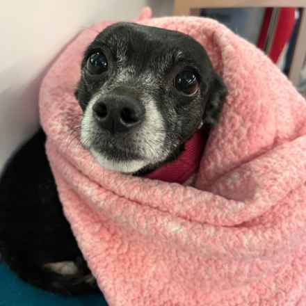 Wintermelon (Sophie)