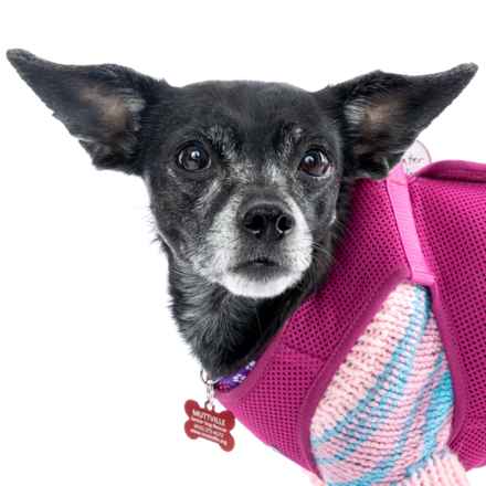 Wintermelon (Sophie)