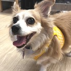 Koko