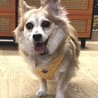 Koko