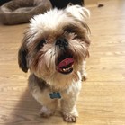Toby