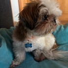 Toby