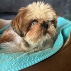 Toby