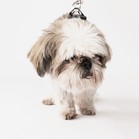 Toby