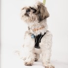 Toby