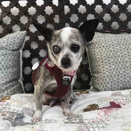 Lava Lamp (aka Pringle)