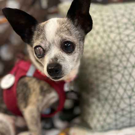 Lava Lamp (aka Pringle)