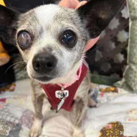 Lava Lamp (aka Pringle)