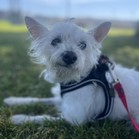 Olaf