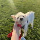Olaf