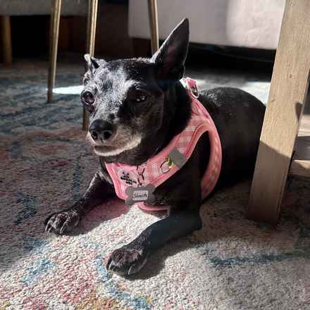 Shasta (Little Queenie)