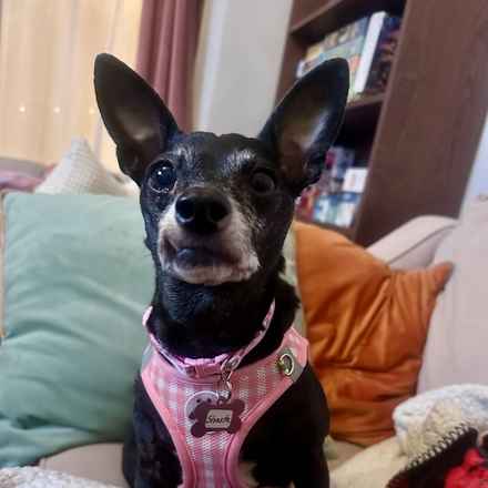 Shasta (Little Queenie)