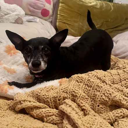 Shasta (Little Queenie)