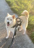 Darae