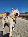 Darae