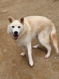 Darae