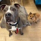 Duchess & Sooki