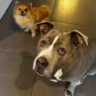 Duchess & Sooki