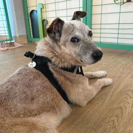 Han Solo (Sourdough)