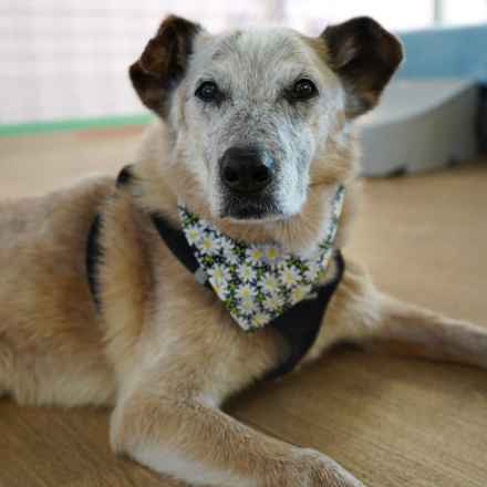 Han Solo (Sourdough)