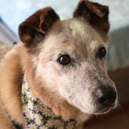 Han Solo (Sourdough)