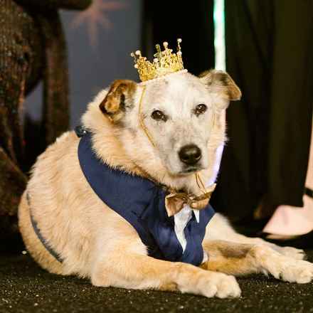 Han Solo (Sourdough)