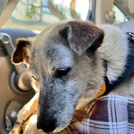 Han Solo (Sourdough)