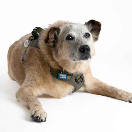 Han Solo (Sourdough)