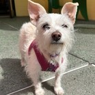 Gertie