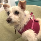 Gertie