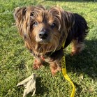 Chewbacca