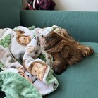 Chewbacca