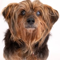 Chewbacca