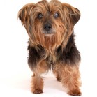 Chewbacca