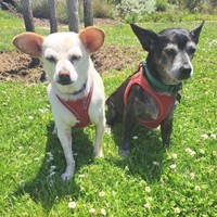 Pepe & Pita