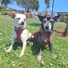 Pepe & Pita