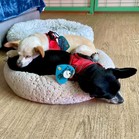 Pepe & Pita