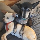 Pepe & Pita