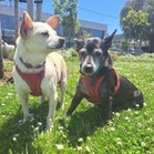 Pepe & Pita