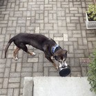 Tyson