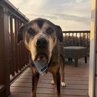 Tyson