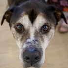 Tyson