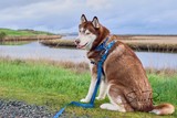 Odin!