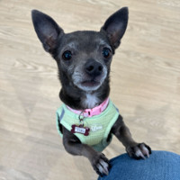 Tiki