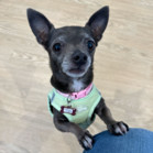 Tiki
