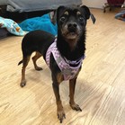 Octavia