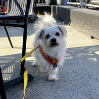 Hucklebuck