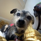 Nibbles