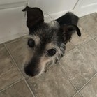 Nibbles