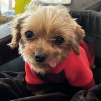 Prince!